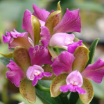 Cattleya leopoldii